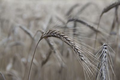 Close-up of wheat growing on field