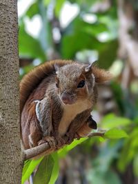 Close-up portrait of squirrel