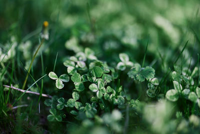 Close-up of white flowering plants on field