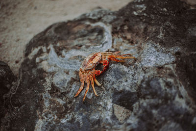 High angle view of crab on rock