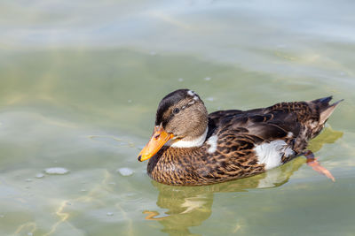 Duck in a lake