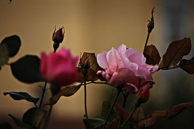 Close-up of pink flowers blooming outdoors