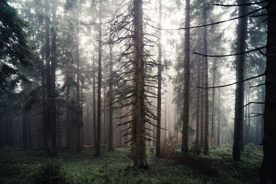 Pine trees in forest