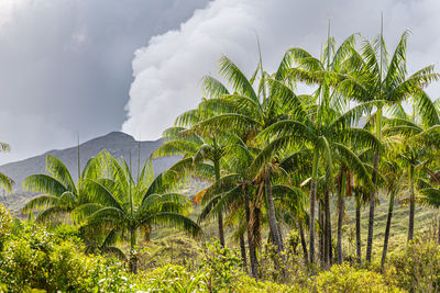 Palm trees on field against sky