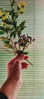 Close-up of hand holding leaves of plant