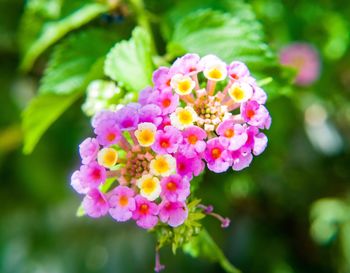 Close-up of multi colored flowers in park