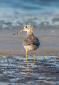 Close-up of bird in lake