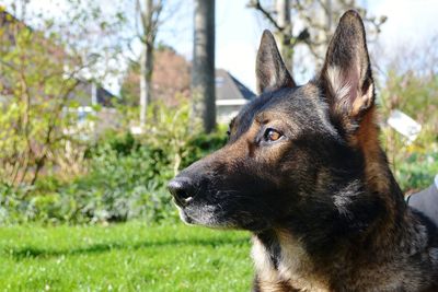 Close-up portrait of dog