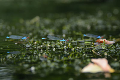 Close-up of water drops on field