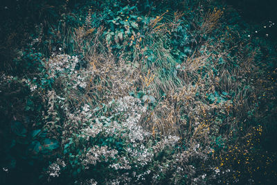 Full frame shot of trees growing on field