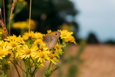 Close-up of butterfly pollinating on yellow flower