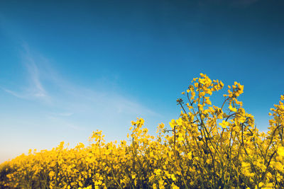 Low angle view of yellow flowering plants against blue sky