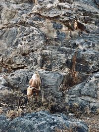 View of sheep on rock