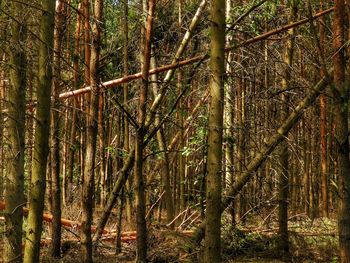 Bamboo trees in forest
