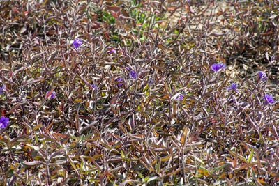 Full frame shot of purple crocus flowers on field