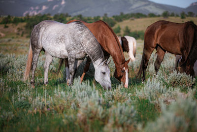 Horses grazing in a field