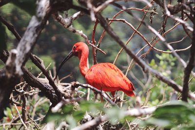 Close-up of bird perching on branch