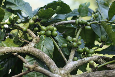 Close-up of fruits growing on tree