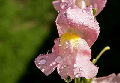 Close-up of water drops on pink flower