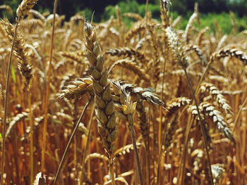 Close-up of wilted plant on field