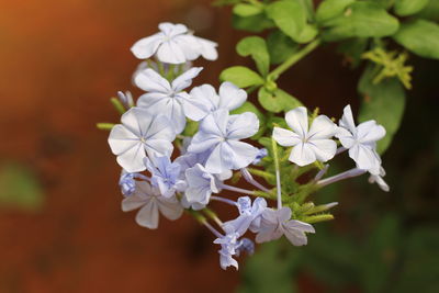 Close-up of white flowers blooming outdoors