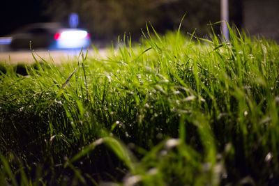 Close-up of water drops on grass