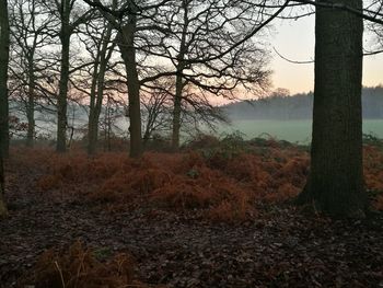 Trees in forest during sunset