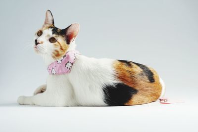 Close-up of a cat sitting on white background