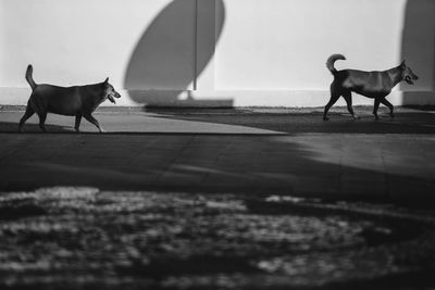 View of two dogs walking on floor