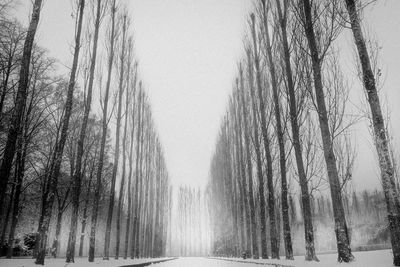 Full frame shot of wet trees against sky