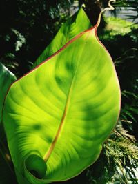 Close-up of green leaf