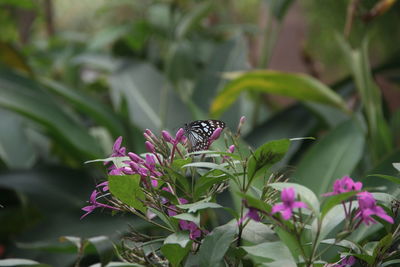 Butterfly pollinating on purple flower
