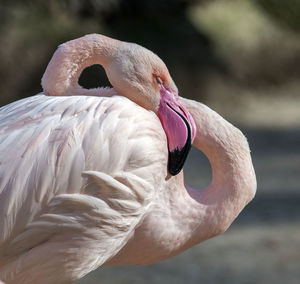 Close-up of swan