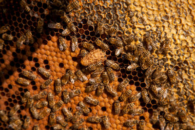 Full frame shot of bumblebee