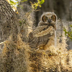 Juvenile great horned owl makes eye contact while standing in nest