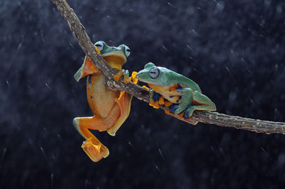 Close-up of frogs on branch