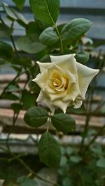 Close-up of rose blooming outdoors