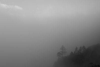 Trees on landscape against sky