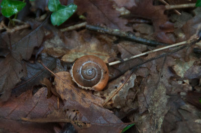 High angle view of snail on dry leaf