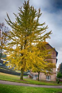 Tree by house against sky during autumn