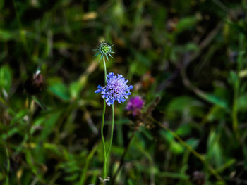 High angle view of purple flowering plant