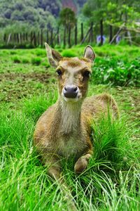 Portrait of lizard on grass