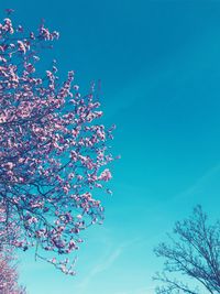 Low angle view of tree against clear blue sky