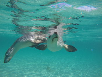 Close-up of jellyfish swimming in sea