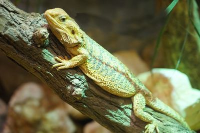Close-up of lizard on tree