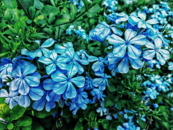 Close-up of blue hydrangeas blooming outdoors