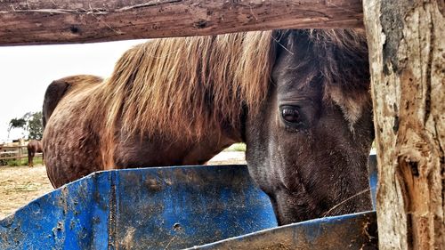 Close-up of horse