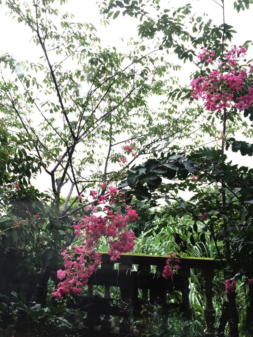 flower, tree, growth, freshness, pink color, fragility, branch, beauty in nature, nature, low angle view, blooming, plant, blossom, sky, built structure, in bloom, building exterior, petal, day, architecture