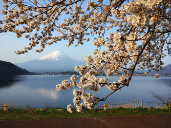 Cherry blossom tree by lake against sky