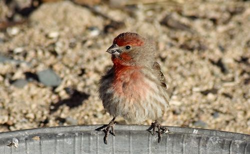 Close-up of a bird